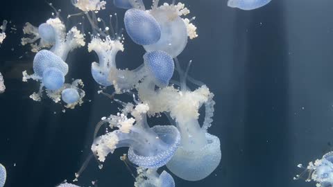 Flying jellyfish