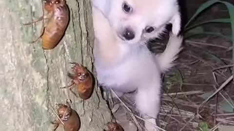 Funny Animal Videos - Awesome Funny Pet Animals | Cute Animals | Super Funny Dog Videos #short video