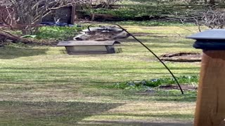 Man Narrates a Raccoon's Athletic Feats to Get to the Seed Feeder