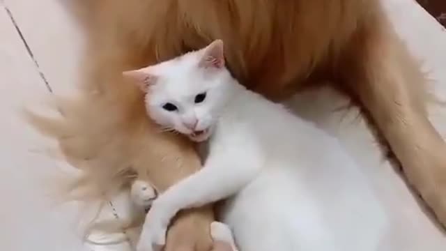 A cute cat whose owner does not like to play with the dog (the jealous cat)