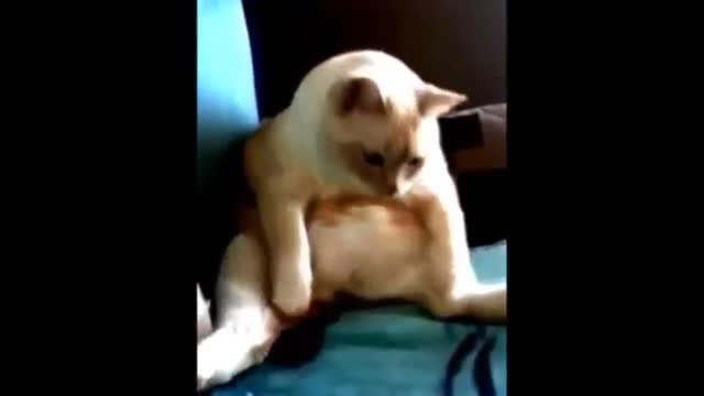 Funny videos with a cute cat.