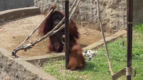 Orangutan from Borneo, Must See!!!