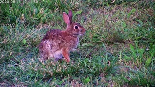 Rabbit Washes Hands And Face