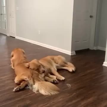 dogs love cut 😍😘😘😍