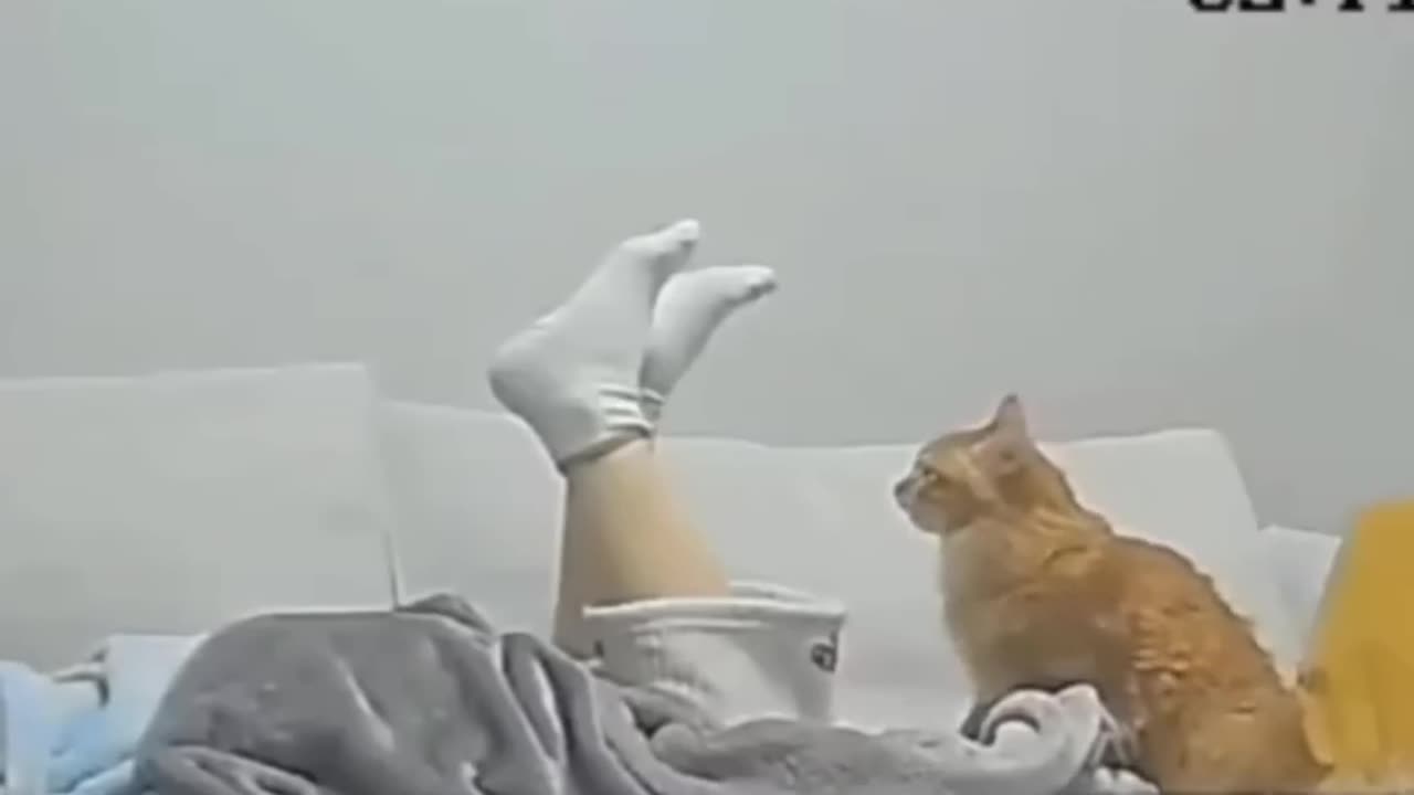 Funniest cat videos on the internet || #shorts