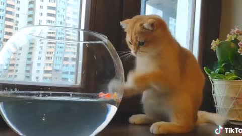Cute cat 💕💕videos Compilation 💕💕
