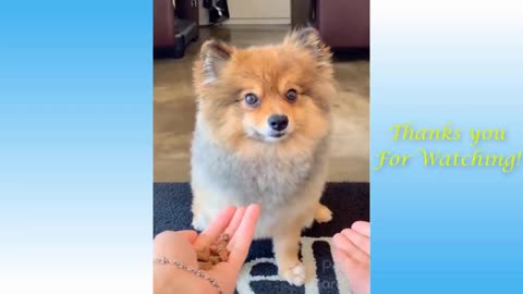 The Best FUNNY dogs Videos - Funny Animal