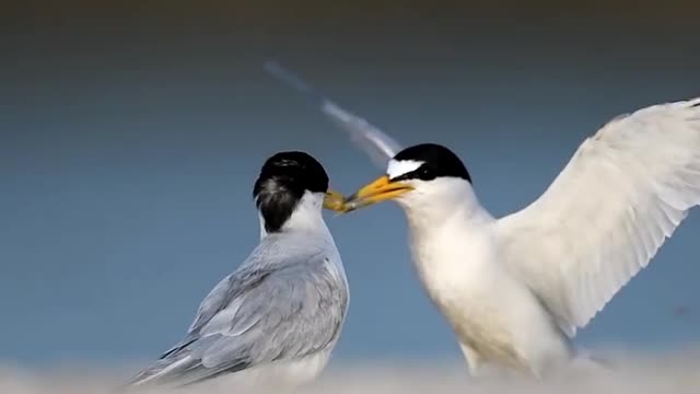 This pair of the smallest terns participates in their ritual