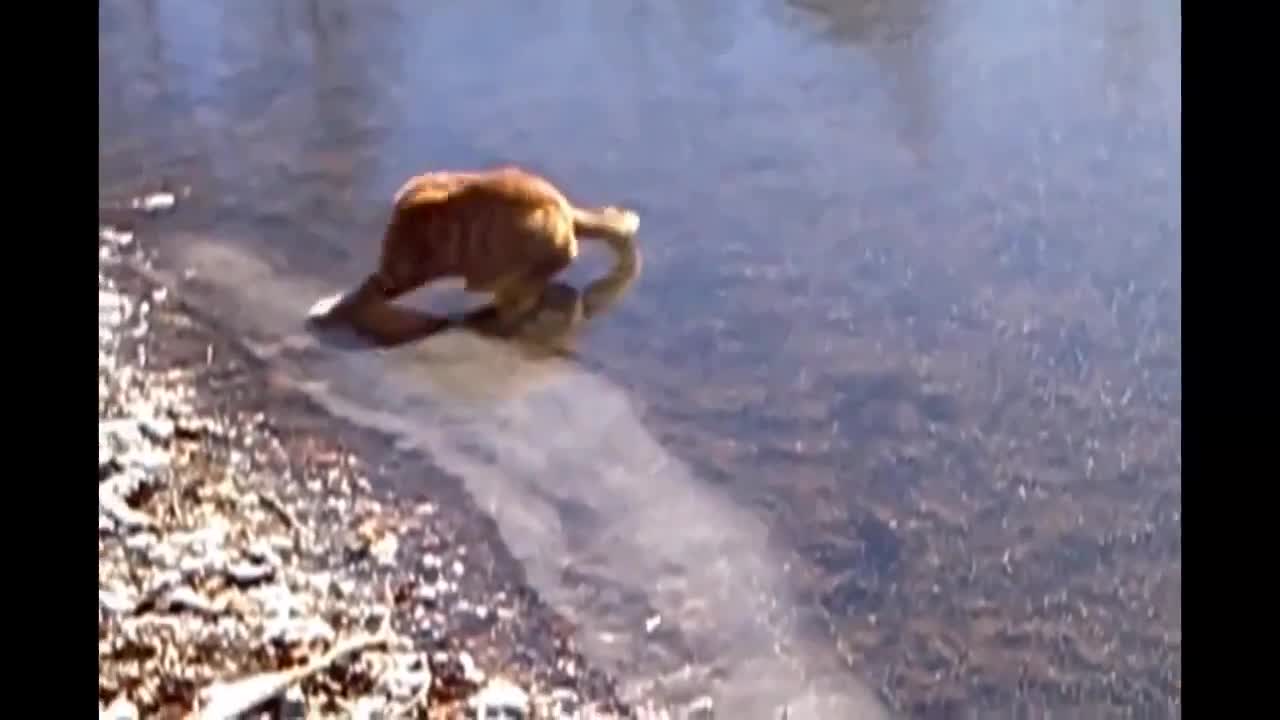 OMG! When a cat see himself on ice!