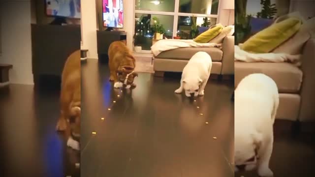 Cat short animal video 😂😂 #Funny video