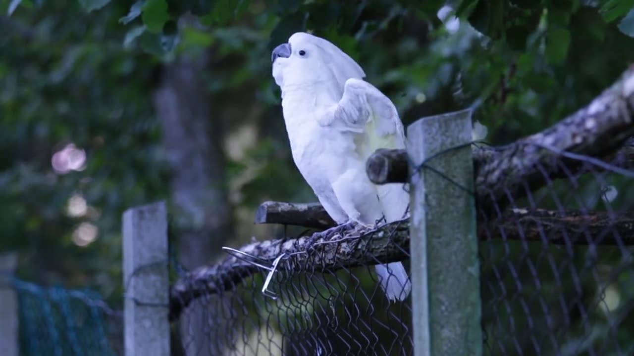 Cockatoo dancing bird