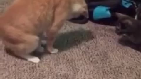 Cat Accidentally Steps On Its Own Tail