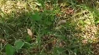 Bird just born fell from tree