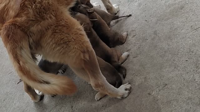 mother dog raising baby