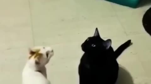 Funny Cat 😺 videos 🤣