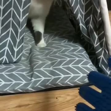 When the cat feels threatened_Hilarious people Memes -59-