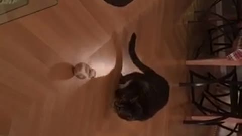 Black cat scared of bb-8 star wars toy