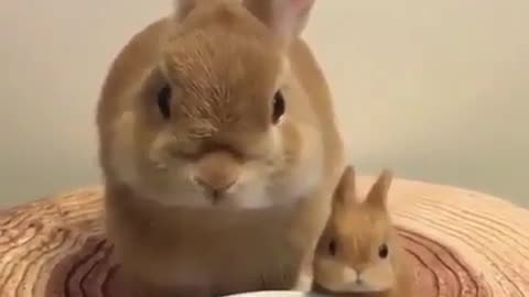 Big and small gray rabbits