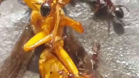 Ants eating the bee