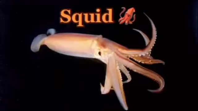 How Animals See the World Through the Eyes of a Scientist