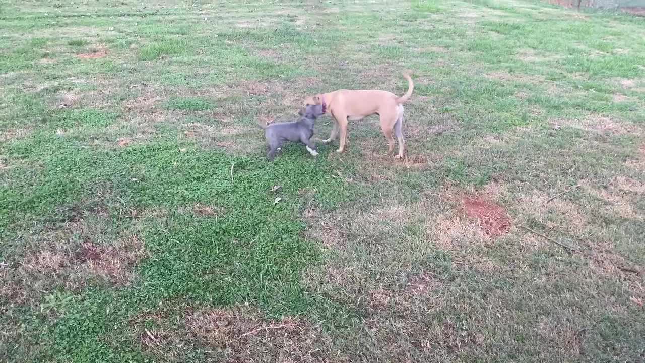 Hound attacked by “vicious” Pit Bull puppy