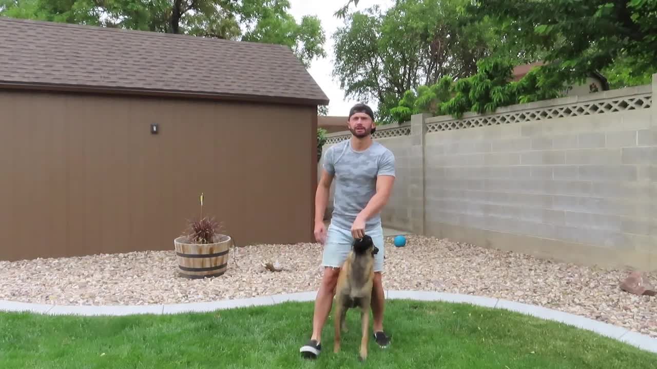 HOW TO TRAIN YOUR DOG TO WALK IN BETWEEN YOUR LEGS
