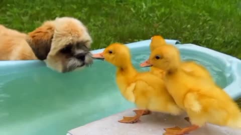 Este hermoso cachorrito hace amistad con los patitos💕❤