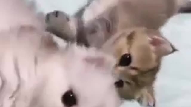 Cute kittens are beautiful to be with mom