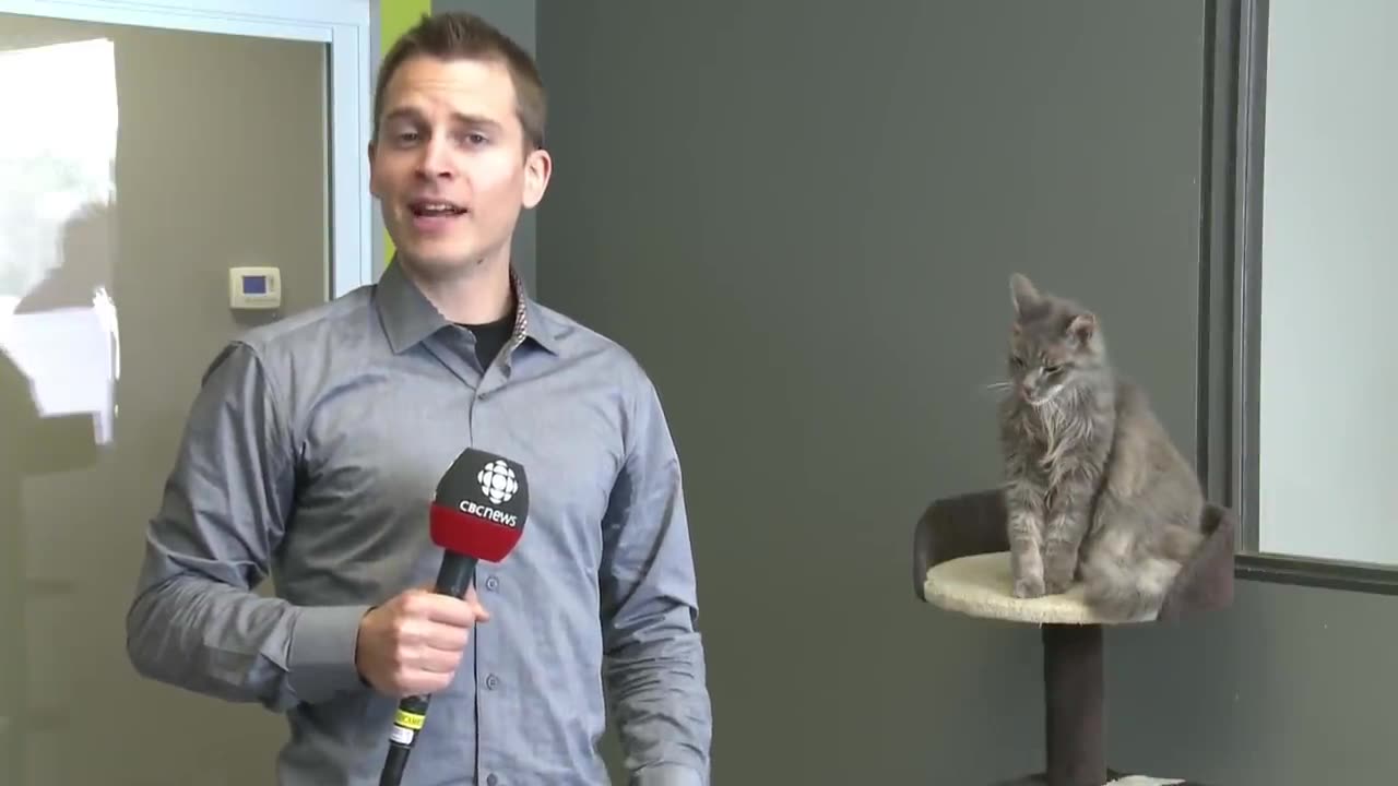 CBC reporter interrupted by cat