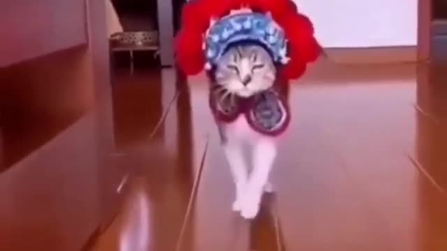 Funny REACTION #19 - This is Really a CAT WALK