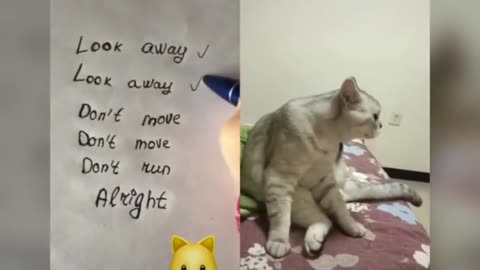 Cats Talking!! Cats Talks better than hoomans!!