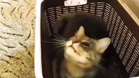 so funny cats