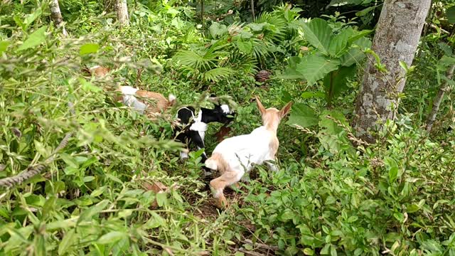 Baby Goat playing