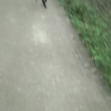 Cat Funny videos|Lovely pet videos Goat and Hen