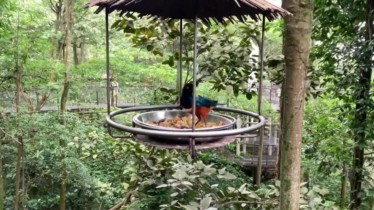 Singapore Jurong bird park