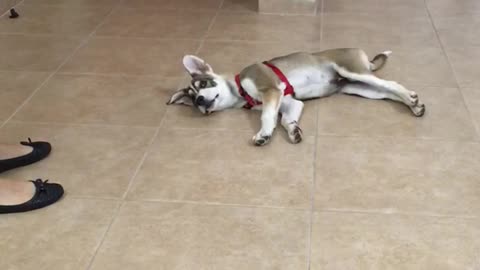 Brown dog in harness fake shot and plays dead in kitchen