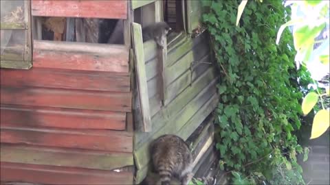 Funniest Raccoon Video Compilation of 2017