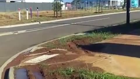 Ibis Smashes Windscreen