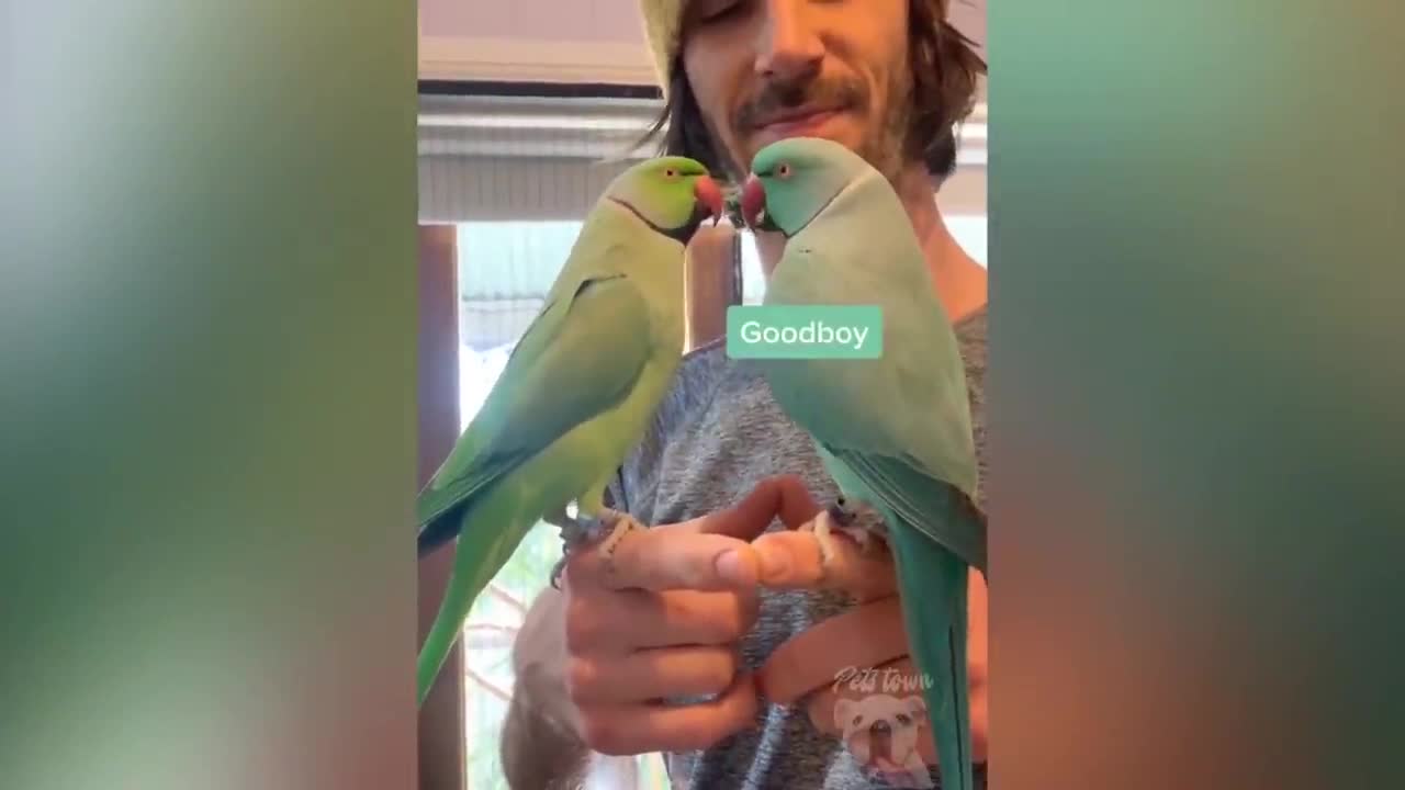 parrot talking, parrot sounds, parrot singing, parrot fish, parrot tv, parrotlet, parrot dancing, parrot talking funny, parrot minecraft, parrot alexa, parrot anafi, parrot anafi drone, parrot annoys cat, parrot and cat, parrot alexa shopping list, parrot