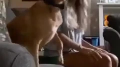 Cricket Fan Dog