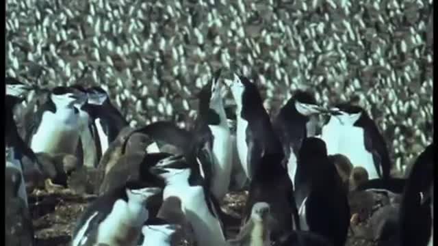 Heartbreaking! Ultimate Penguin Sacrifice | Life in the Freezer | BBC