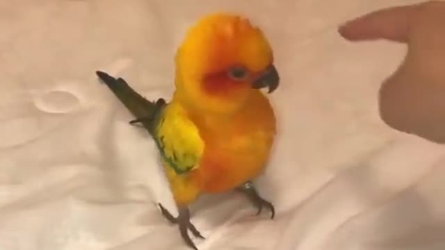 Dancing Parrot with sung #funny #parrot