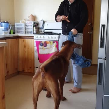 Mister Brown The Rhodesian Ridgeback; "Tell his to speak clearly.", says the dog