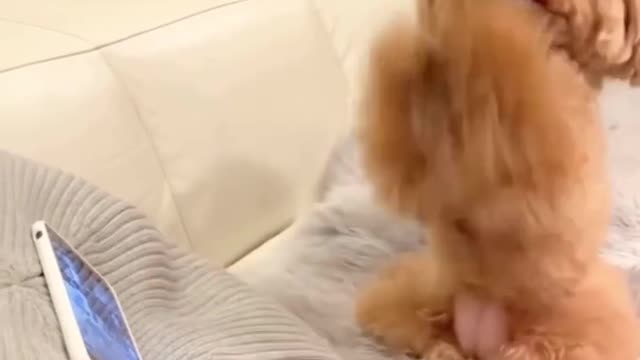 Dog video#4