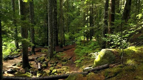 Walking in the woods