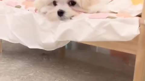 This puppy is really cute