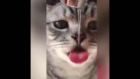 Cats_talking ¡¡ these cats can speak english better than hooman_