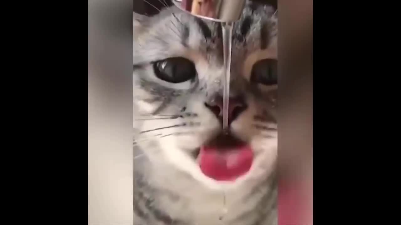 Cats_talking ¡¡ these cats can speak english better than hooman_