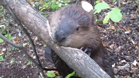 Beaver chews through tree limb: close up footage: See how beavers do it!