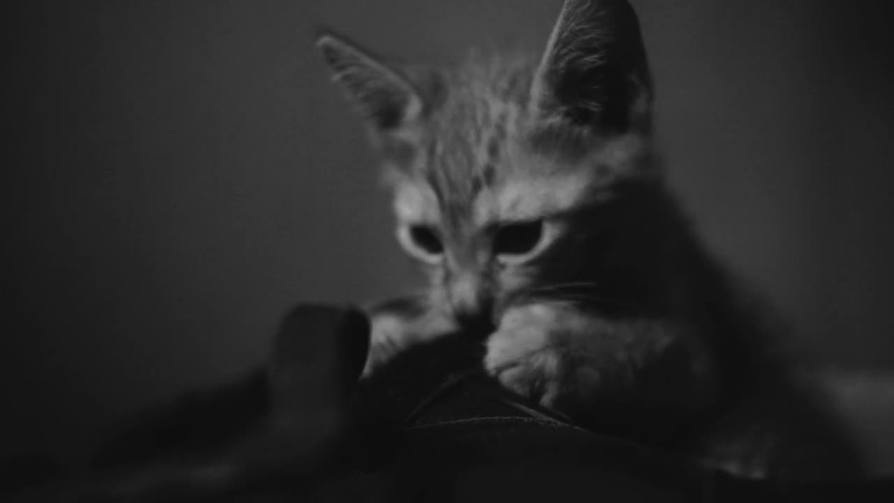 Cute Kitten Playing. Look at the Sharp Paw's 🐾